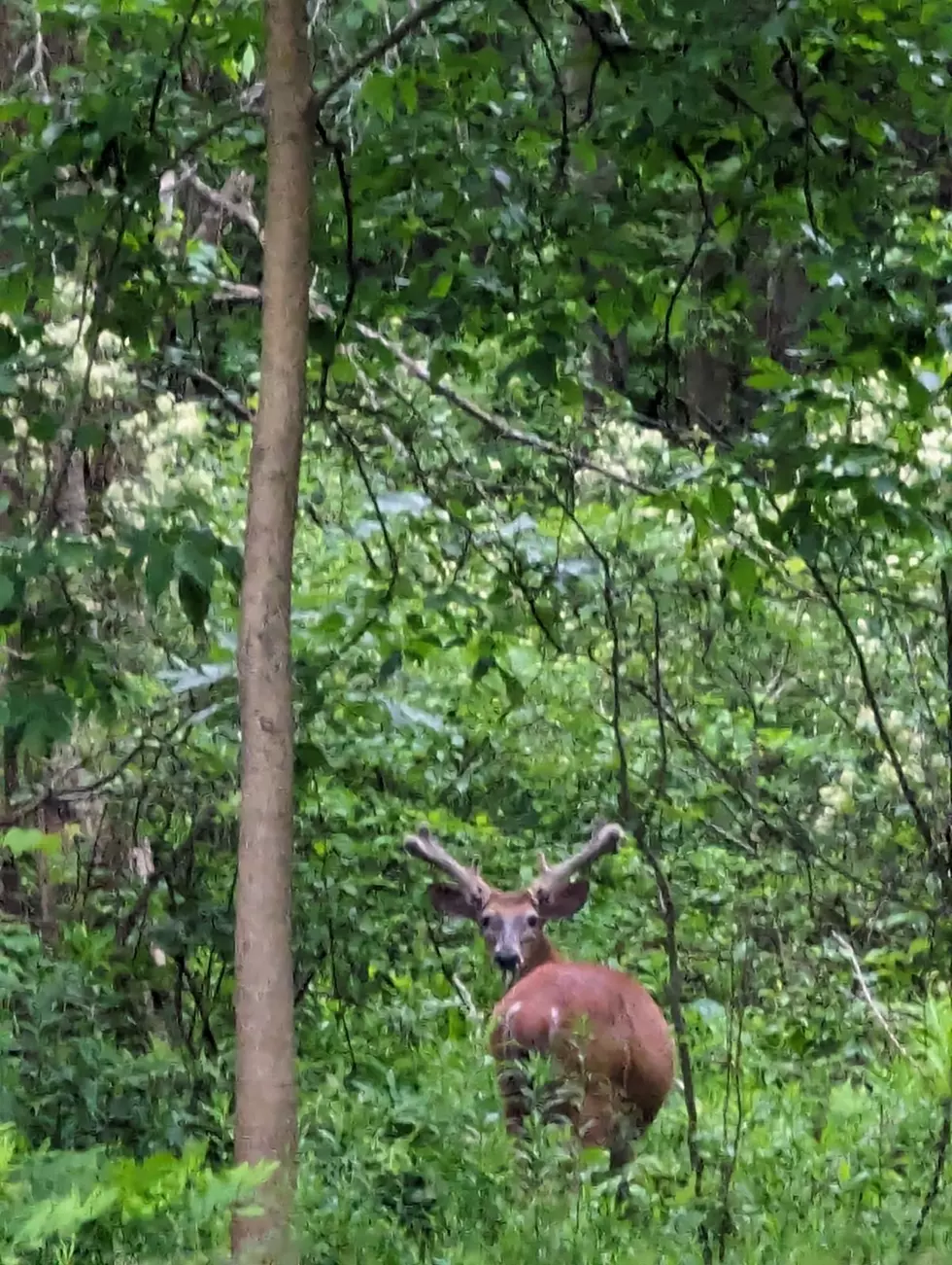 Record Setting Buck Already in New York State?