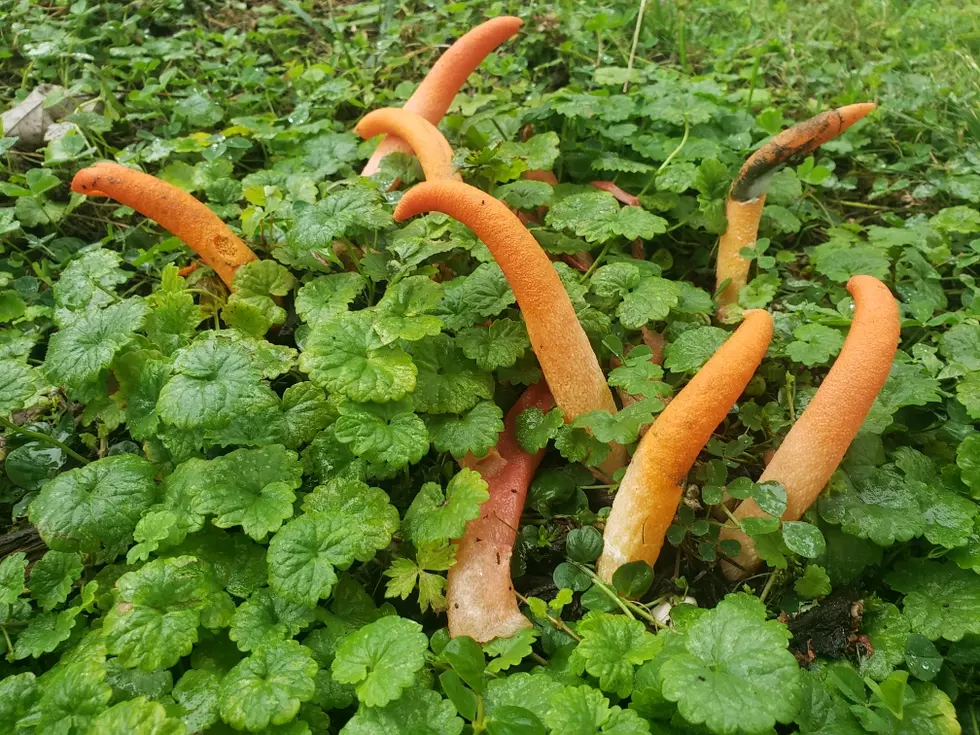 Strange, Orange Finger-Like Plants Growing in Western New York
