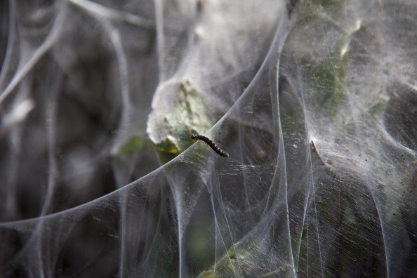 Yikes! These Are EVERYWHERE Across New York State