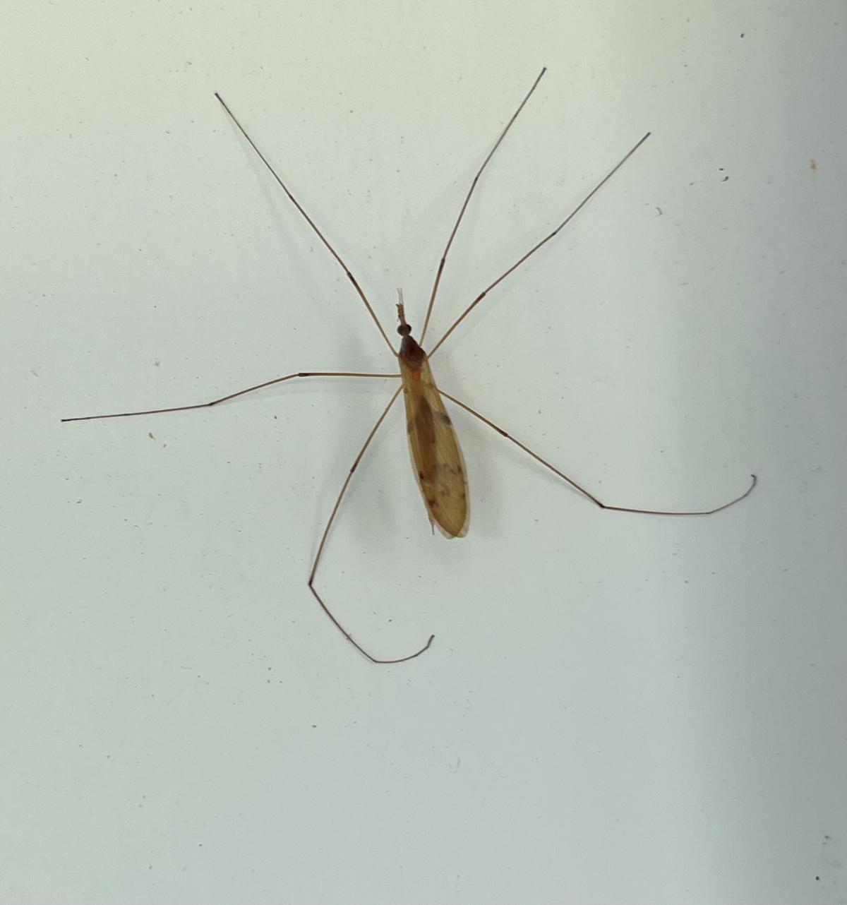 Everyone Is Seeing These Massive Bugs In New York State