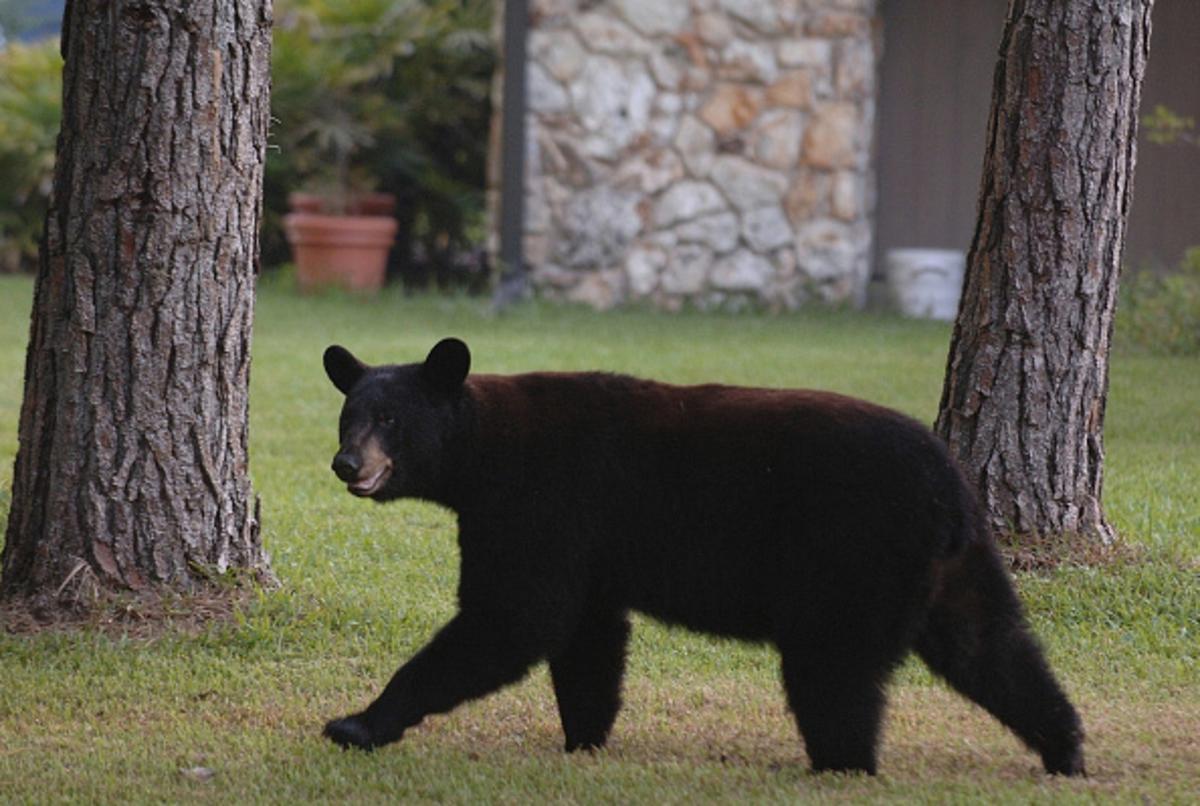 The Strange Trophy That New York Hunters Must Hand Over