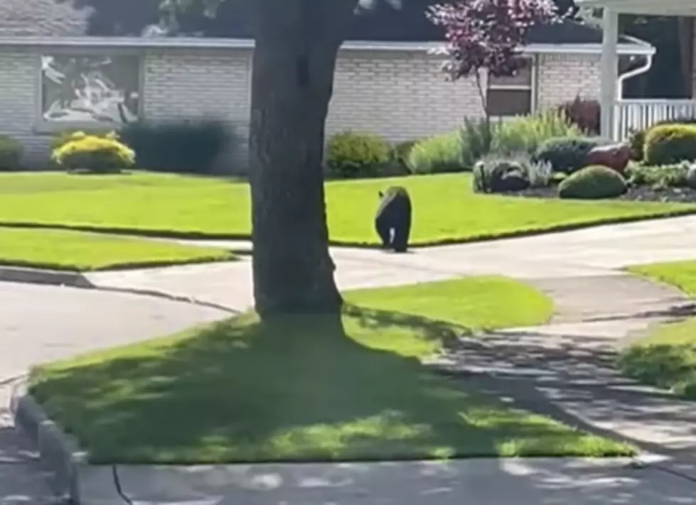 Black Bear Walking Through Neighborhood in West Seneca
