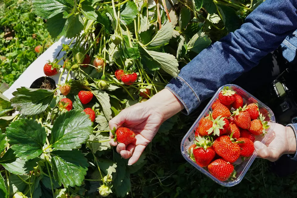 Strawberry Season Is Here – The Best Places To Pick Strawberries In Western New York
