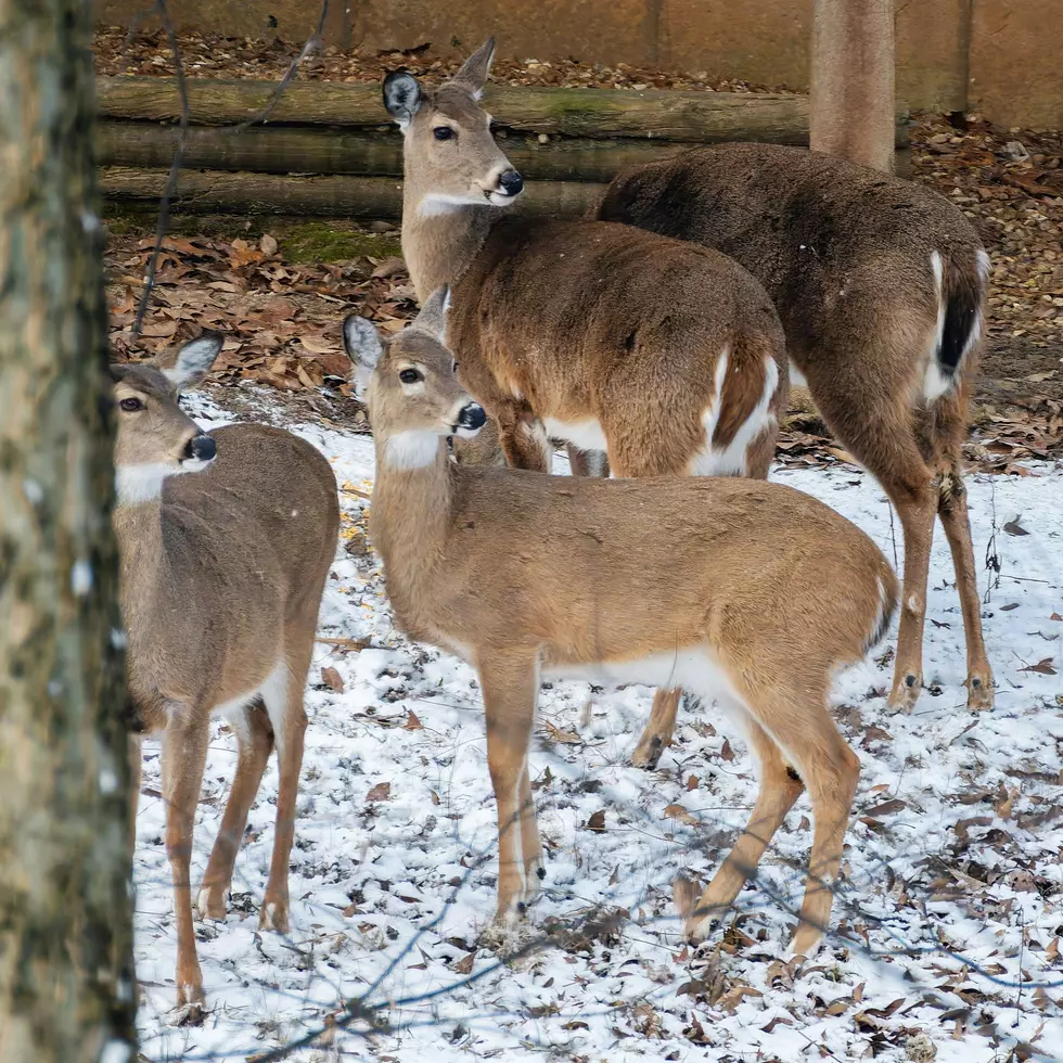 The “UNLIMITED” Doe Permit Law in New York State