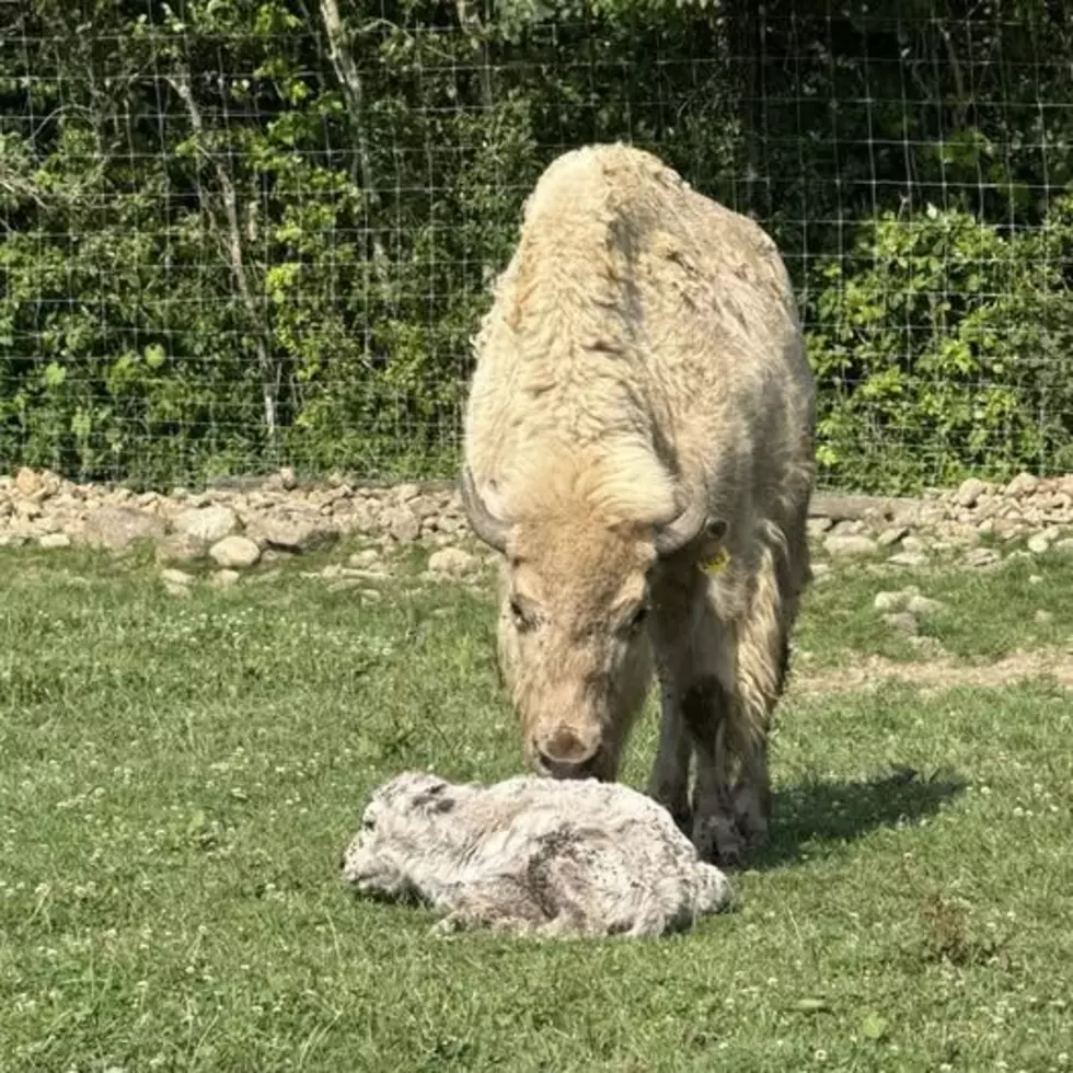 RARE White Buffalo Born in Western New York