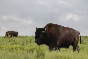 Real Bison to be Released on Field at Buffalo Home Opener?