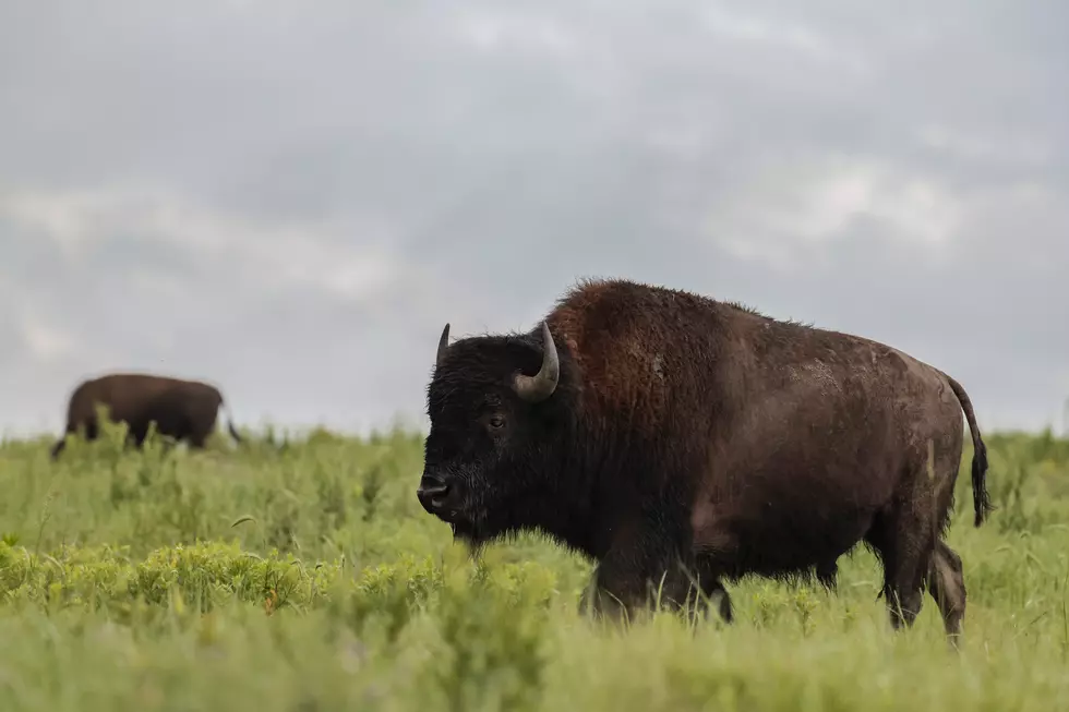 Real Bison to be Released on Field at Buffalo Home Opener?