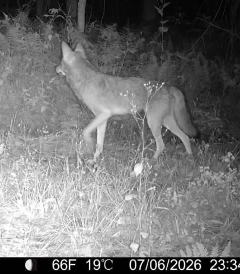 This Has to Be New York’s Most Unique Coyote