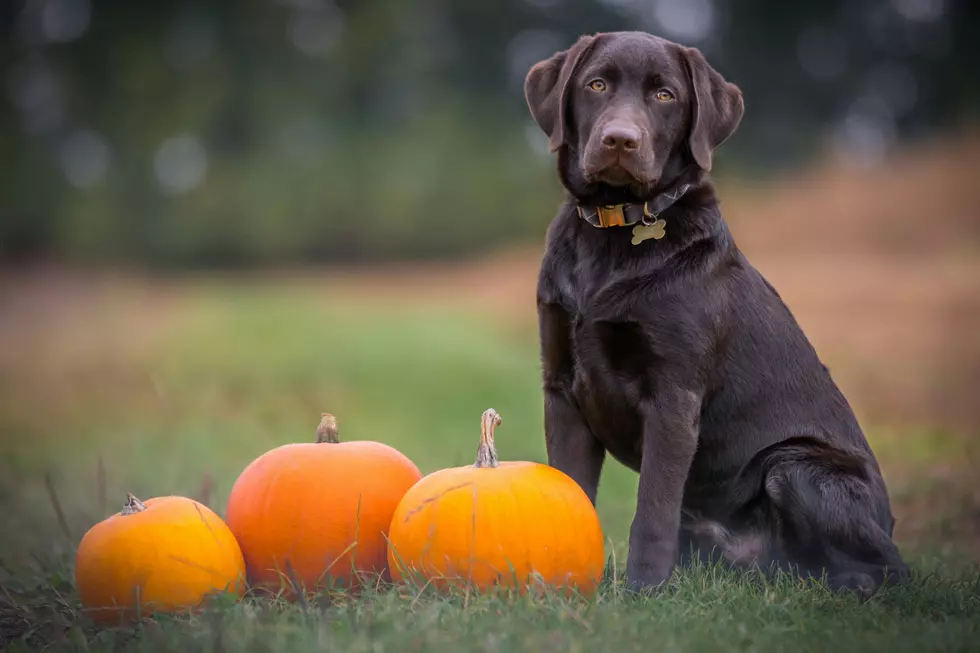 End of Summer Warning About Pets from New York State