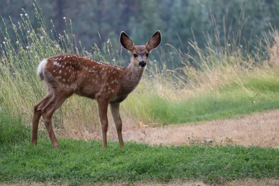 Another Warning About Backyard Deer from New York State