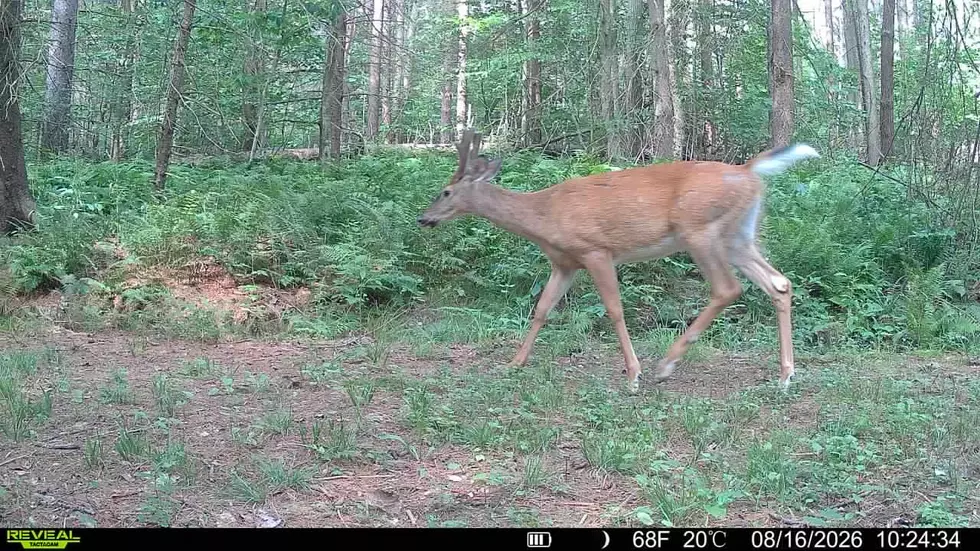 Trail Camera Laws for Hunters in New York State