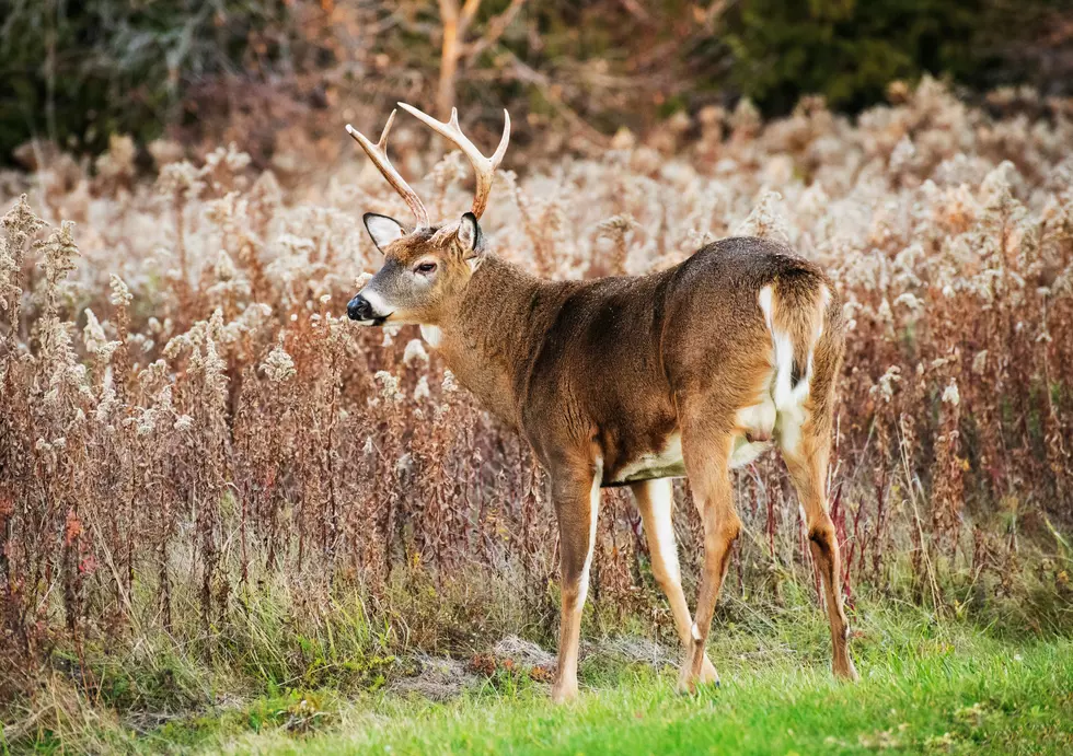 This Is The Best Day To Hunt Deer in New York State