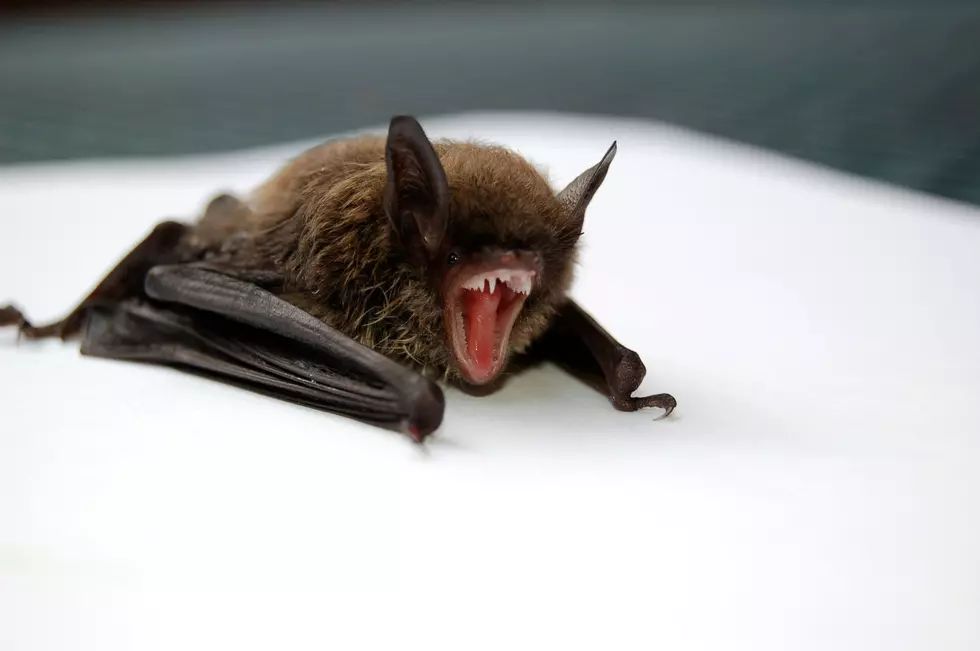 What Should You Do If You Find A Bat In Your House In Western New York?