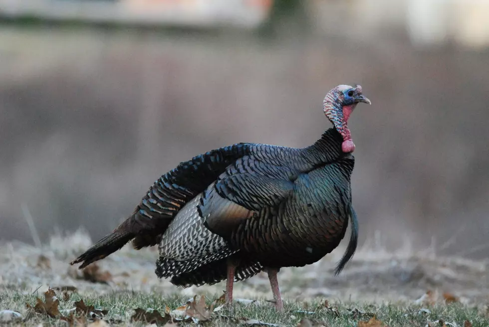 A Request For New York State Turkey Hunters