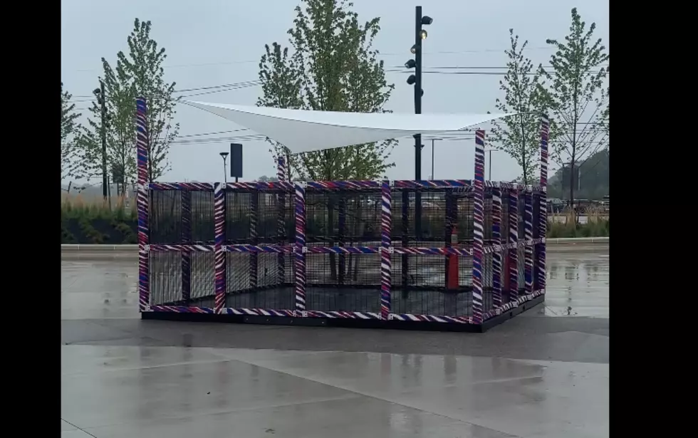 REAL Bison “Bruce” Set to Be at Buffalo Bills Game Tonight