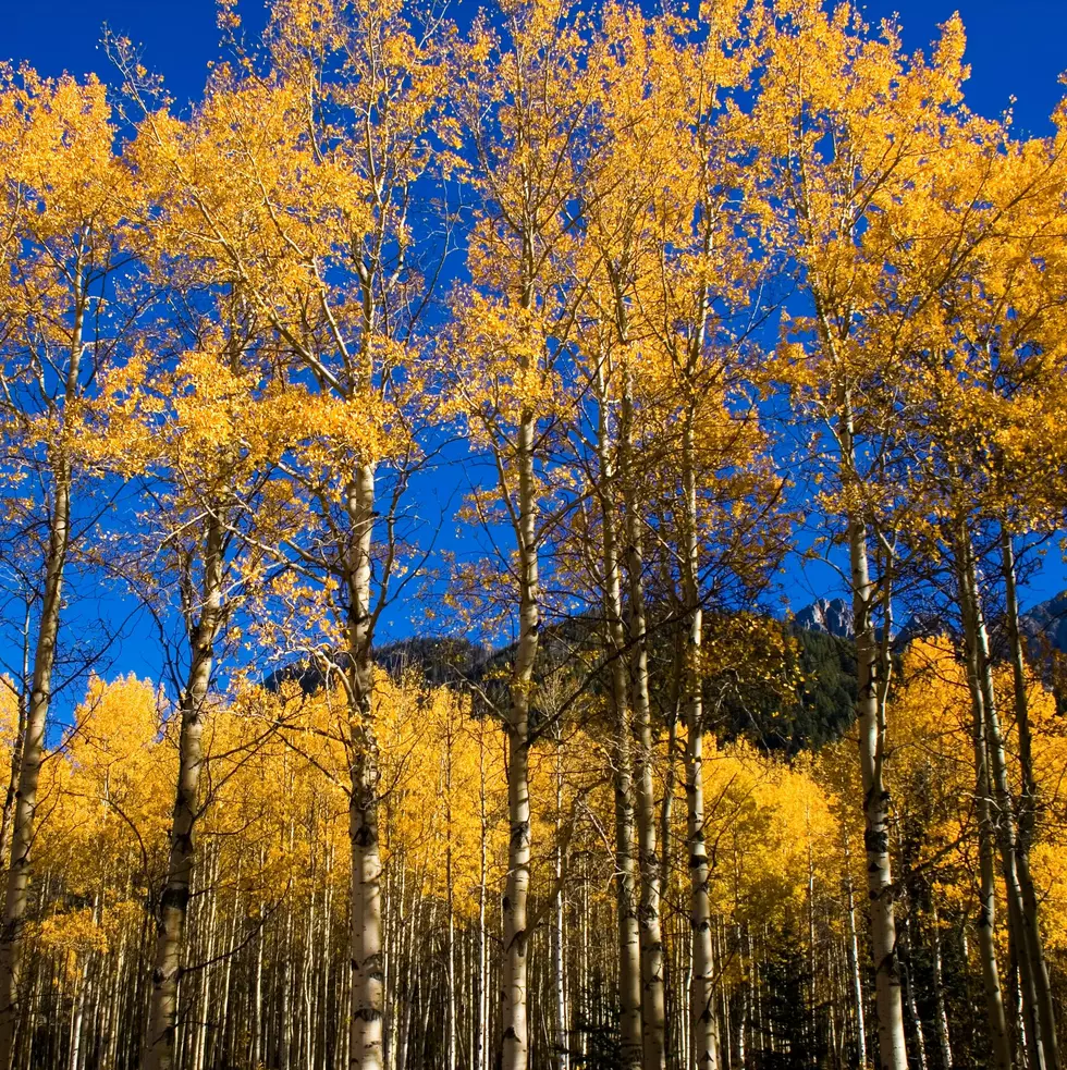 This Type of Tree is Protected New York State