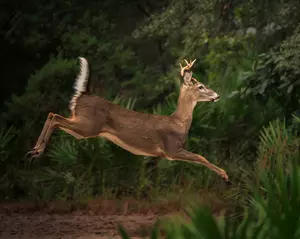 Early Deer Season This Weekend in New York State!