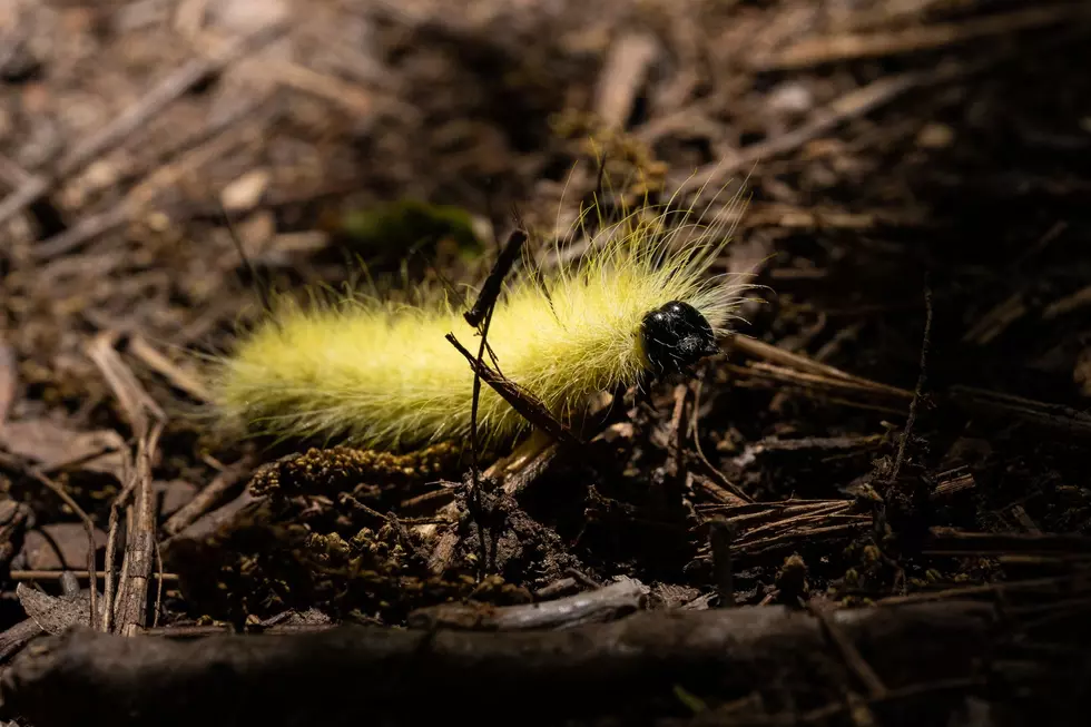 Don’t Touch These Poisonous Caterpillars You Can Find In New York