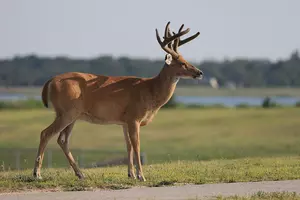 This is New York State’s Deadline For Hunters