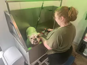 How To Make Dog Grooming Your Favorite Chore In WNY