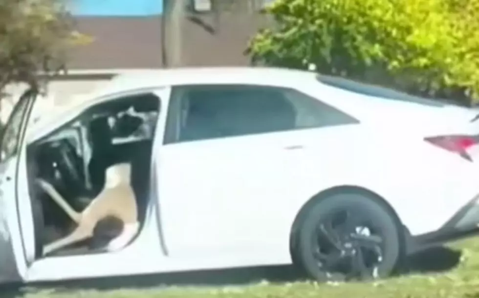 Deer Sitting in Car Alive in Buffalo, New York Goes Viral
