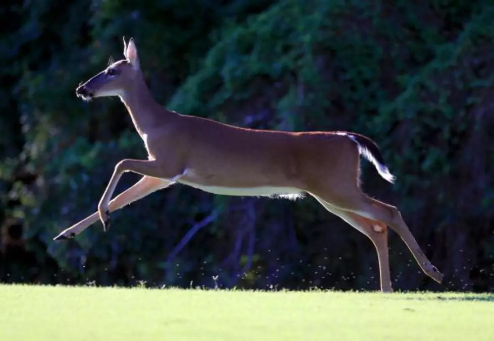 Extra Permits For New York State Hunters Available Next Week