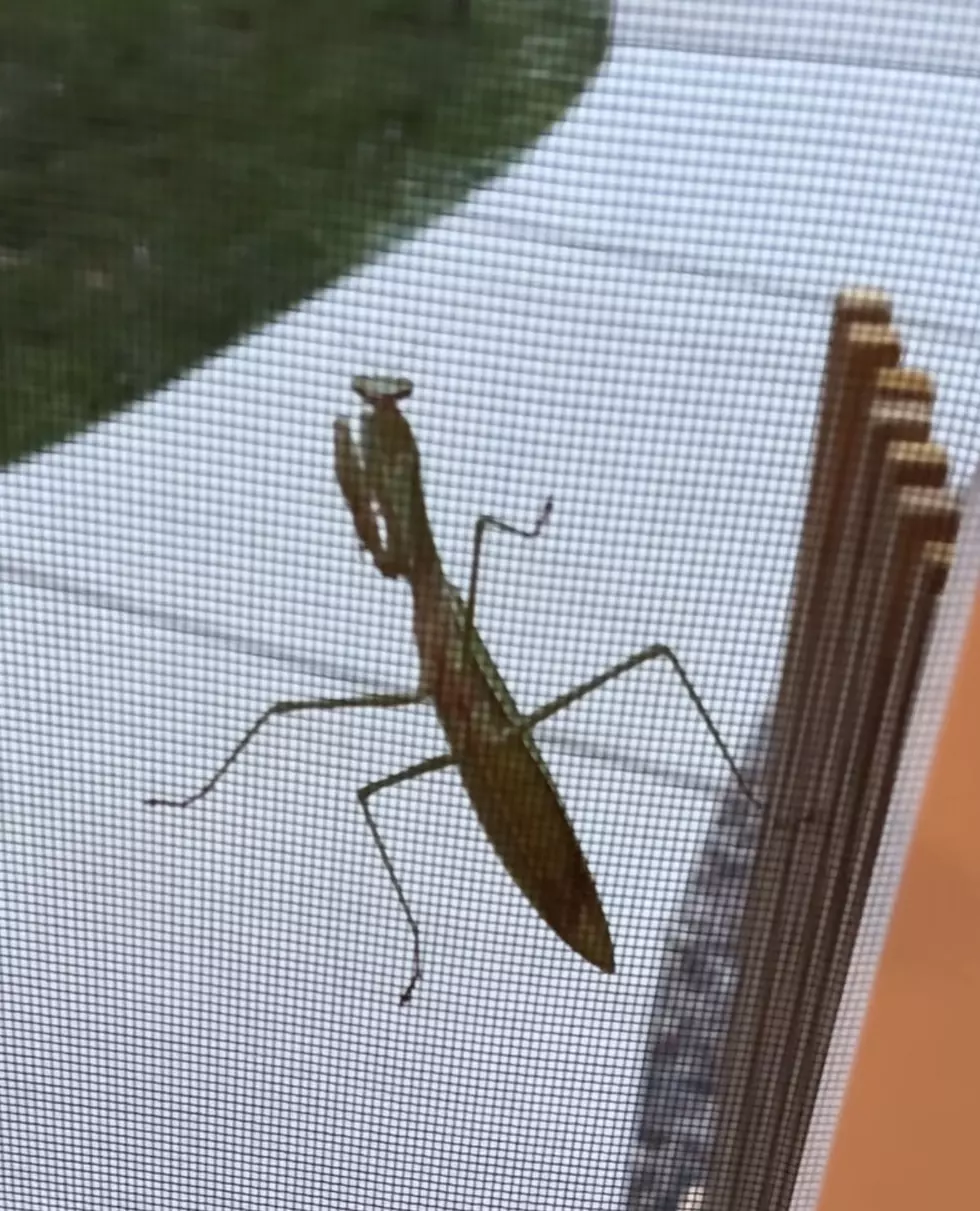 New York Families May Find This Predator in Their Backyard