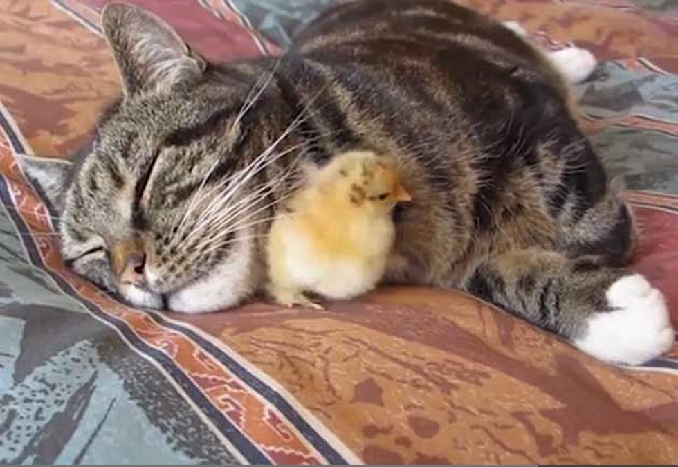 Chic Sleeps Under Cat’s Chin, Maybe There’s Hope For Mankind [VIDEO]