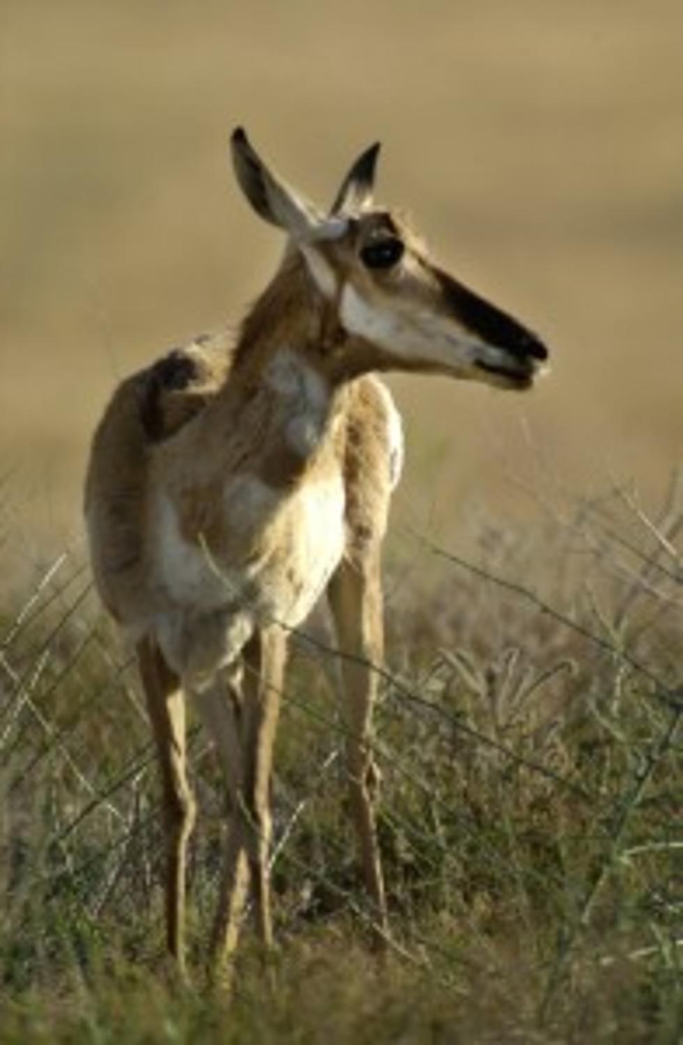Wyoming’s Path Of The Pronghorns Left Late This Year
