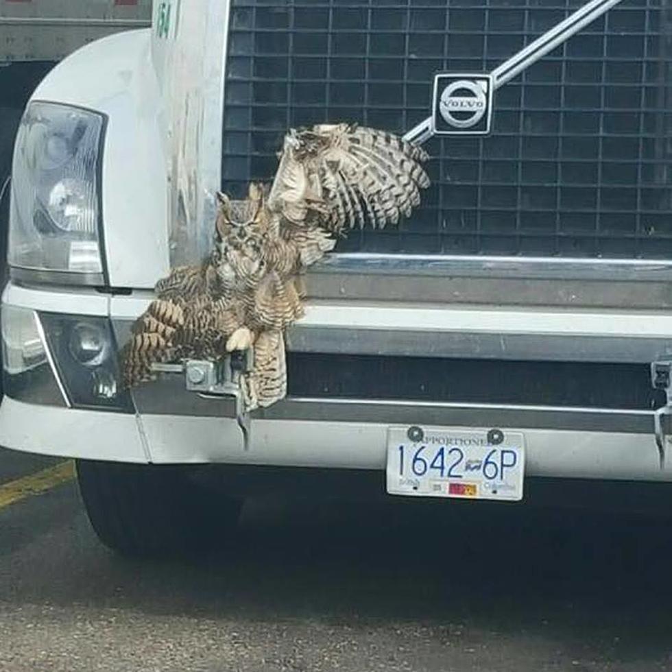 Owl Survives After Collision With Semi