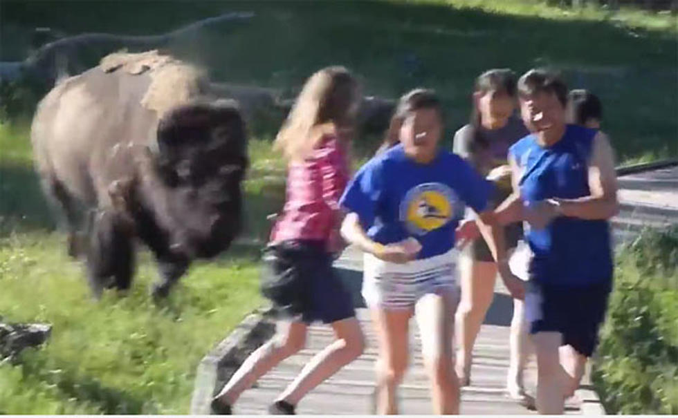 Tourist Versus Bison Top 5 Wyoming  [VIDEOS]