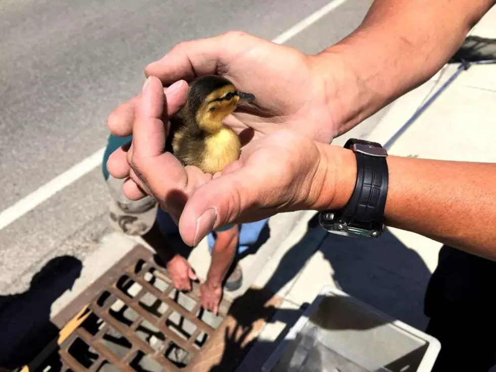 Cody Police Rescues Ducklings