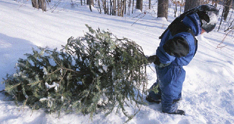 Wyoming Christmas Tree Hunting Tips [Video]