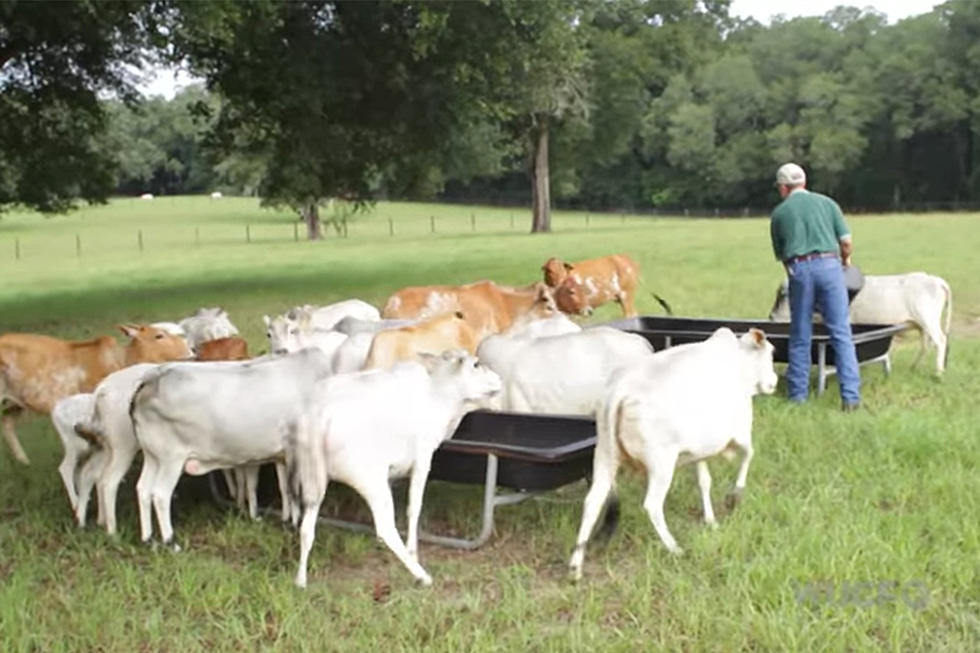 Unbelievably Cute Mini Cows Are Taking Over The West [VIDEOS]