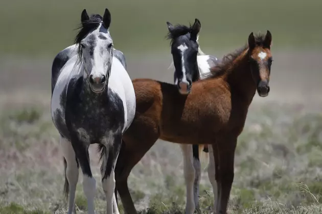 Wyoming Really Is The #1 State For Horses Per Humans [VIDEO]