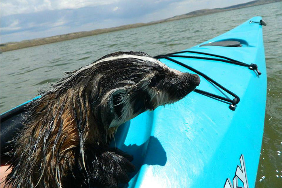 Wyoming Badger Kayak Rescue Will Warm Your Heart [PHOTOS]
