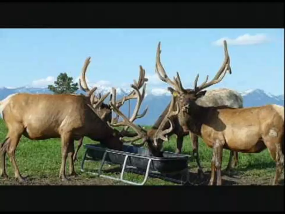 Idaho ‘Farm Raised’ Elk Business Drives Folks Wild [VIDEO]