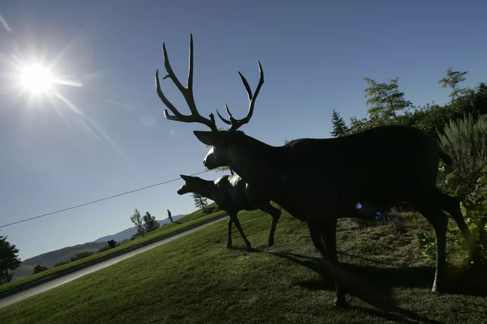 Silly Iowan Drivers Need To Be Reminded Deer Can&#8217;t Read