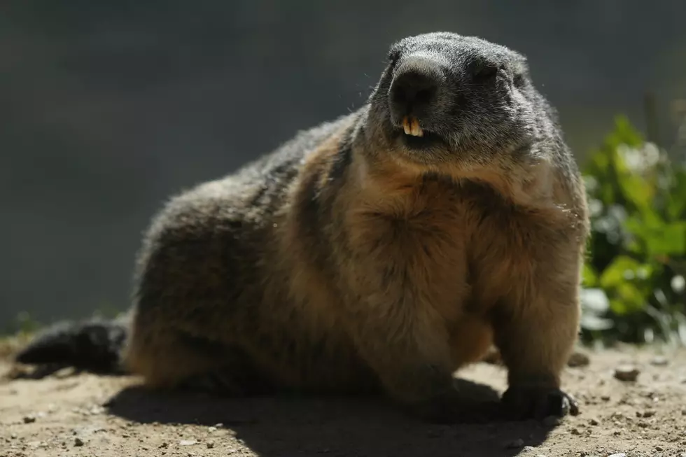 Does Wyoming Care About Ground Hog Day? [POLL]