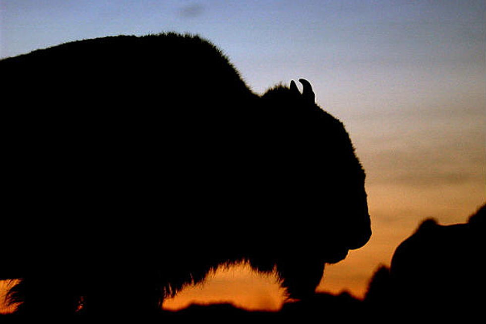 Watch As A Dog And A Bison Form A Friendship In Wyoming