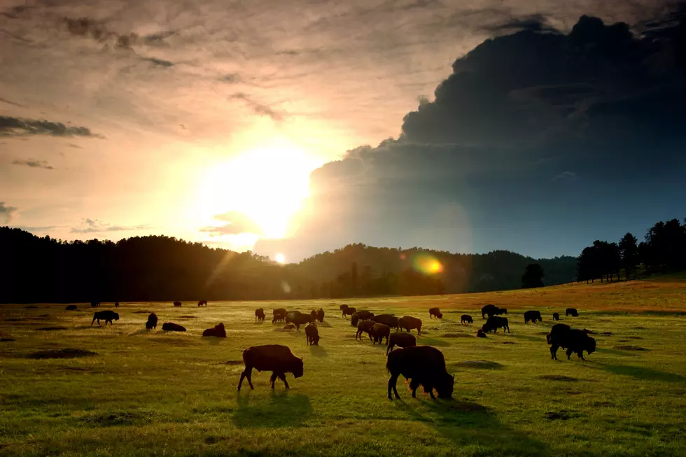 5  Ridiculous Excuses For Freeing Bison In Yellowstone