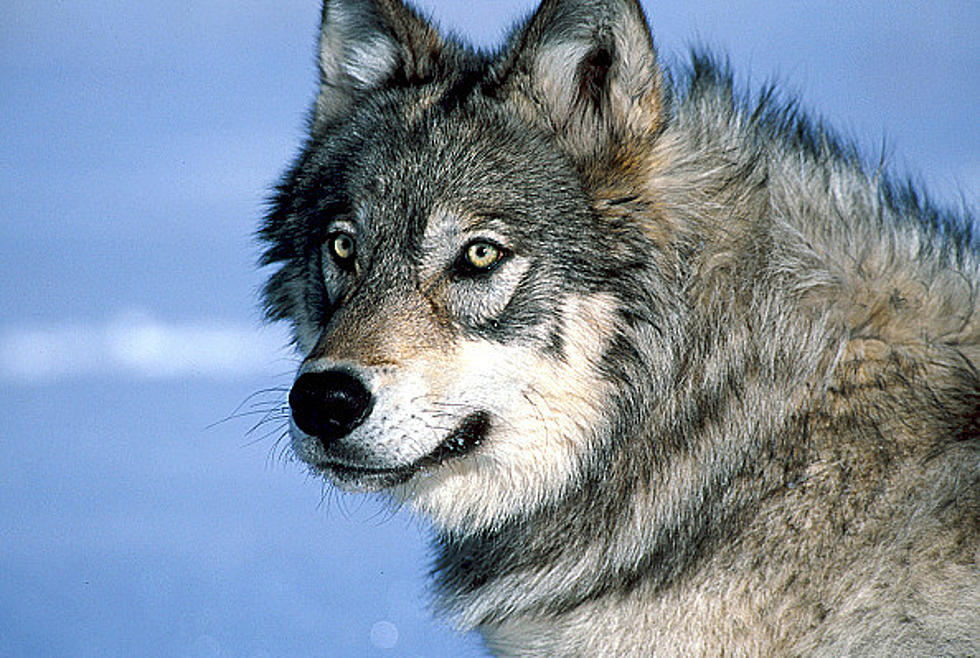 Wyoming Wolves Help The Aspen Come Back