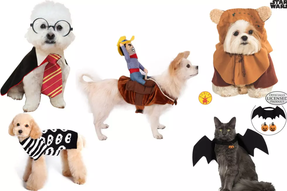 5 Great Halloween Pet Costumes