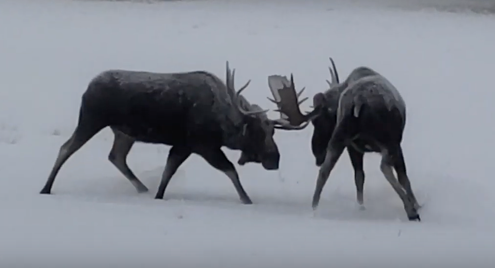 WATCH: Moose vs. Moose in Snowy Wyoming