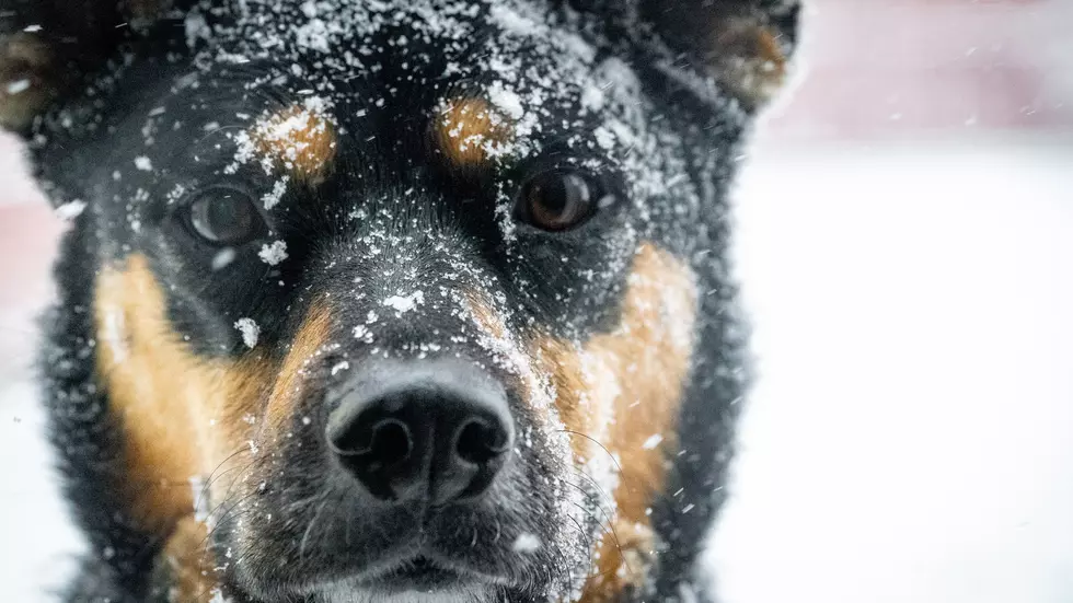 Massive Piles Of Dog Poop Revealed As Wyoming Snow Melts