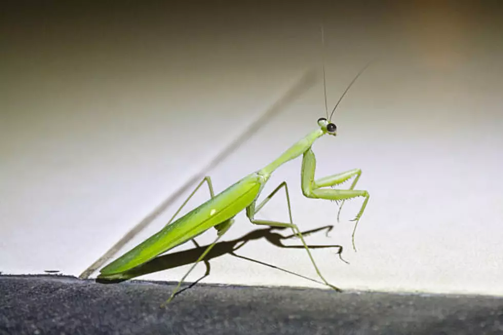 The Praying Mantis is Here to Save Us From ‘Murder Hornets’