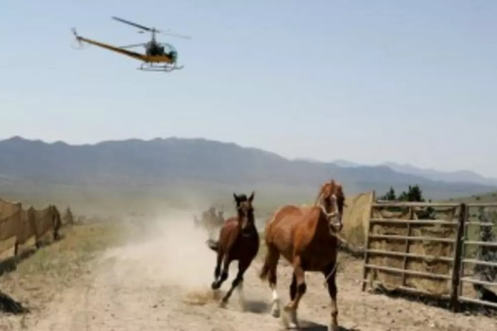 BLM Rounds Up Wild Horse Numbers