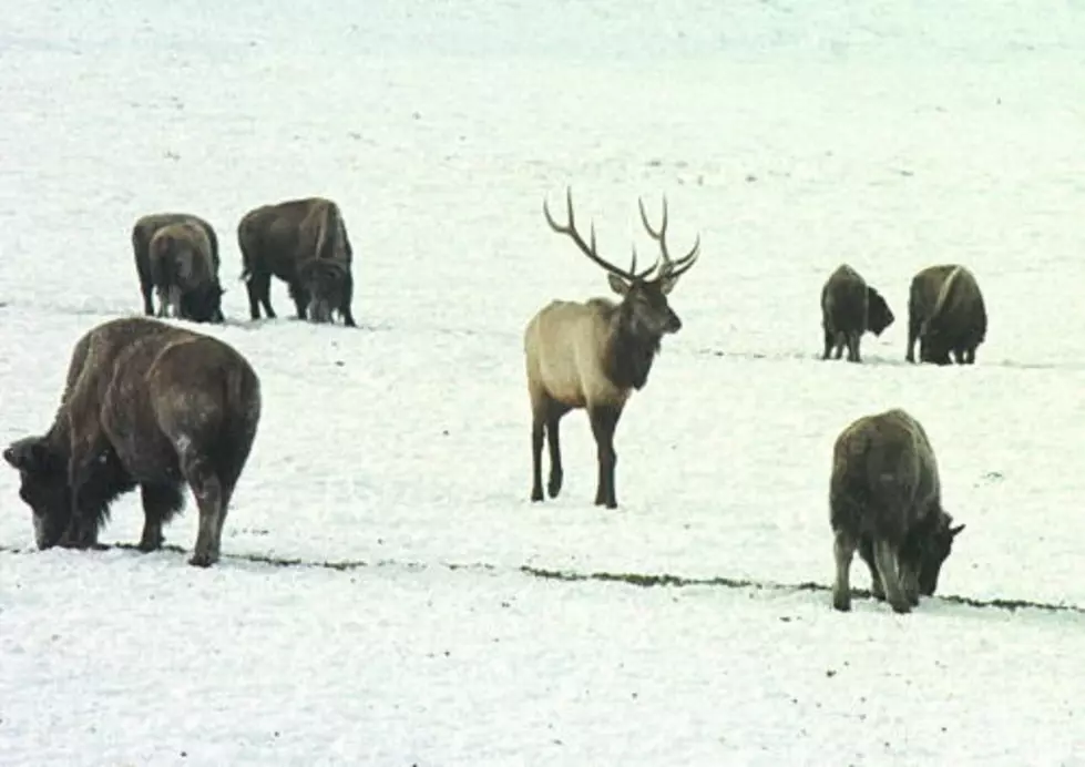 Wyoming Officials to Use Hay Trail to Lure Elk to New Ground