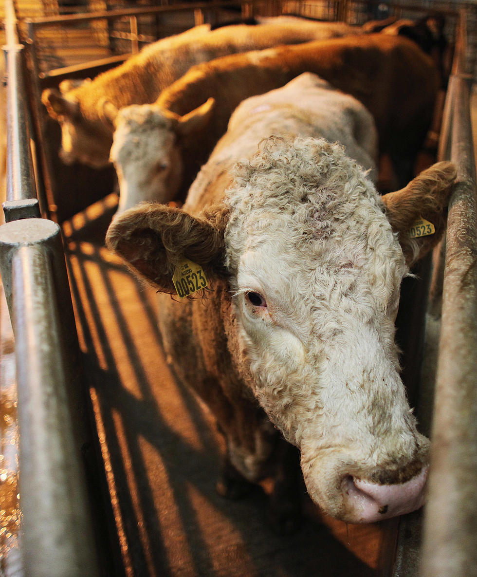 Livestock Exports A Bright Spot For Ag In 2011