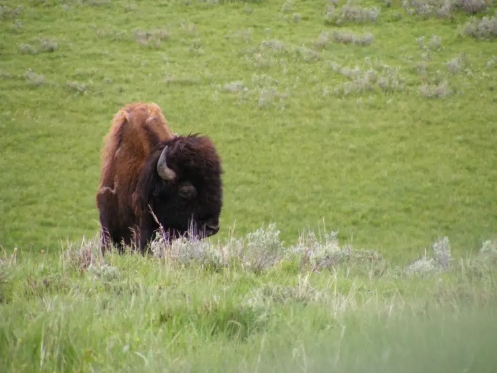 Wyoming City Selling Five Bison From Small Park Herd